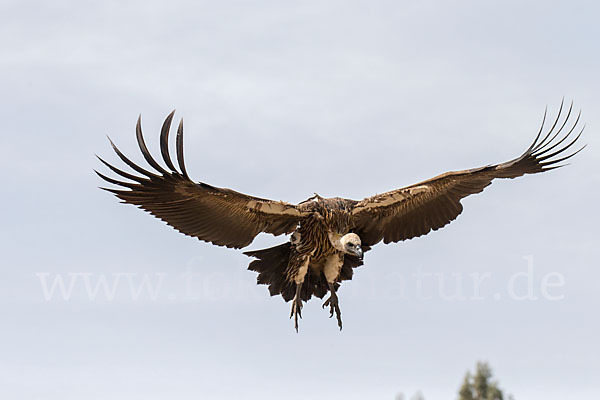 Weißrückengeier (Gyps africanus)