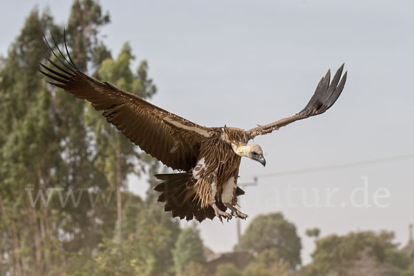 Weißrückengeier (Gyps africanus)