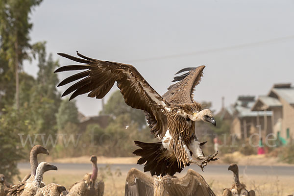 Weißrückengeier (Gyps africanus)