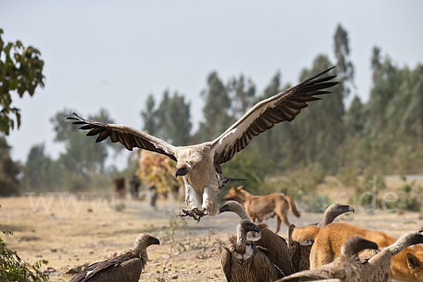 Weißrückengeier (Gyps africanus)