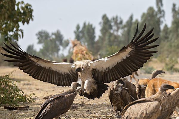 Weißrückengeier (Gyps africanus)