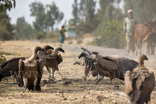 Weißrückengeier (Gyps africanus)