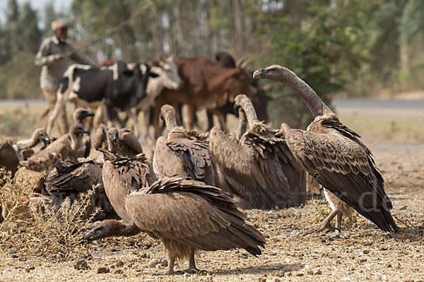 Weißrückengeier (Gyps africanus)