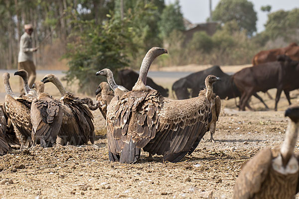 Weißrückengeier (Gyps africanus)