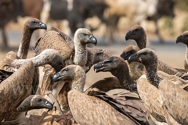 Weißrückengeier (Gyps africanus)