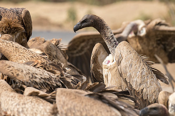 Weißrückengeier (Gyps africanus)