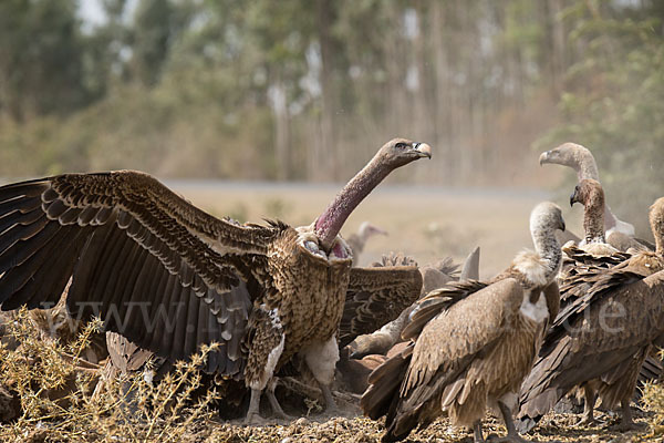 Weißrückengeier (Gyps africanus)