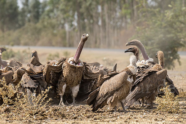 Weißrückengeier (Gyps africanus)