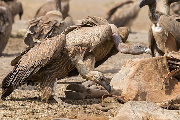 Weißrückengeier (Gyps africanus)