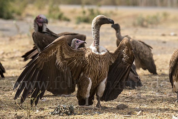 Weißrückengeier (Gyps africanus)