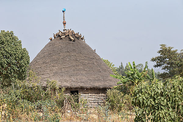 Weißrückengeier (Gyps africanus)