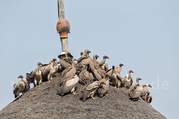 Weißrückengeier (Gyps africanus)