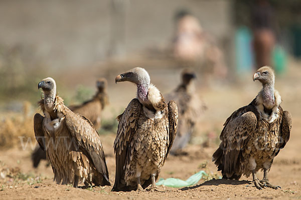 Weißrückengeier (Gyps africanus)