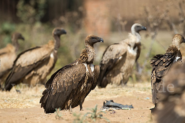 Weißrückengeier (Gyps africanus)