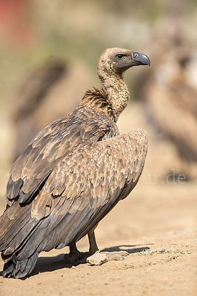 Weißrückengeier (Gyps africanus)