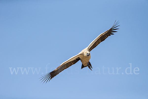 Weißrückengeier (Gyps africanus)