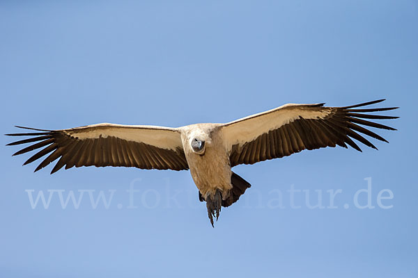 Weißrückengeier (Gyps africanus)