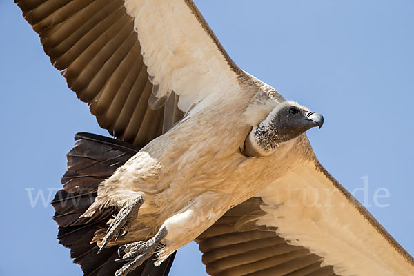 Weißrückengeier (Gyps africanus)