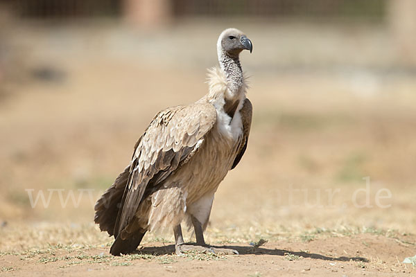 Weißrückengeier (Gyps africanus)