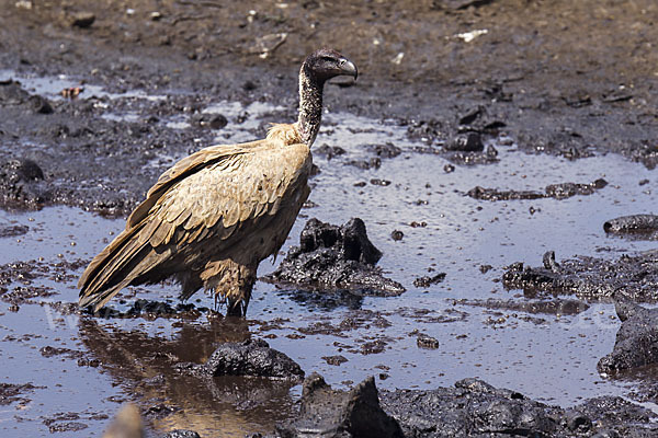 Weißrückengeier (Gyps africanus)