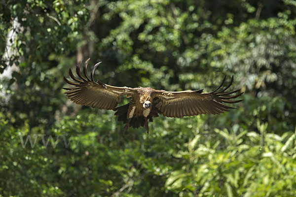 Weißrückengeier (Gyps africanus)