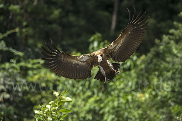 Weißrückengeier (Gyps africanus)