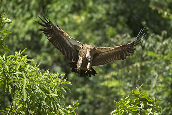 Weißrückengeier (Gyps africanus)