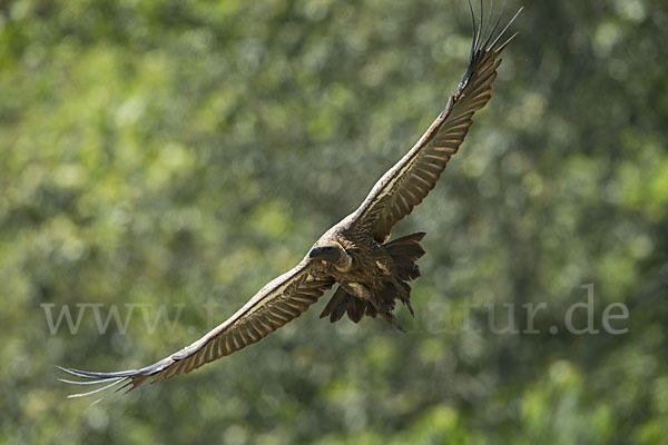 Weißrückengeier (Gyps africanus)