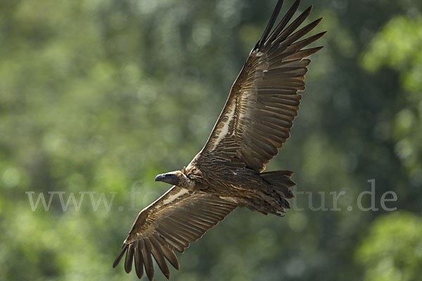 Weißrückengeier (Gyps africanus)