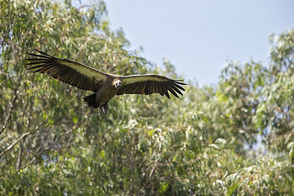 Weißrückengeier (Gyps africanus)