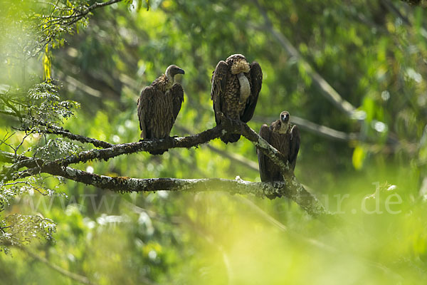 Weißrückengeier (Gyps africanus)