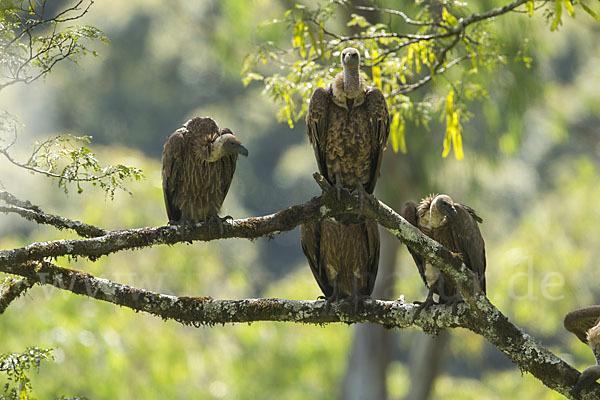 Weißrückengeier (Gyps africanus)