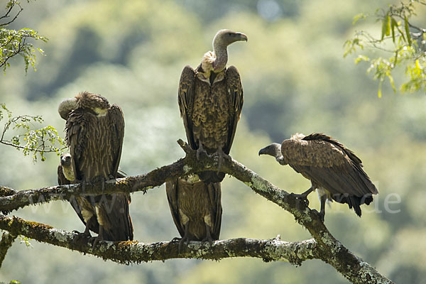 Weißrückengeier (Gyps africanus)