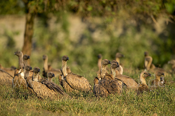 Weißrückengeier (Gyps africanus)