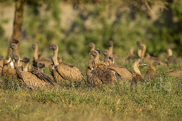 Weißrückengeier (Gyps africanus)