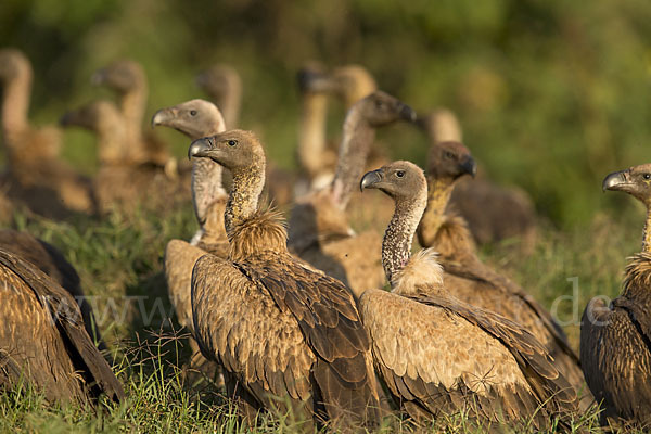 Weißrückengeier (Gyps africanus)