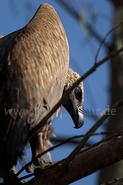 Weißrückengeier (Gyps africanus)