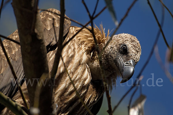 Weißrückengeier (Gyps africanus)