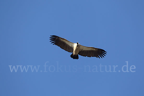 Weißrückengeier (Gyps africanus)