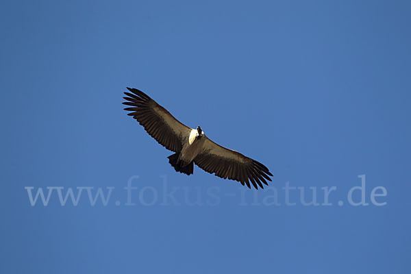 Weißrückengeier (Gyps africanus)