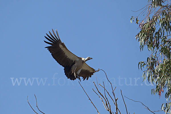 Weißrückengeier (Gyps africanus)