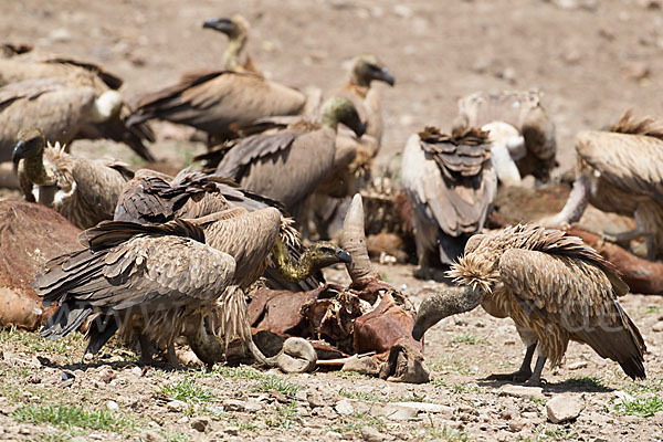 Weißrückengeier (Gyps africanus)