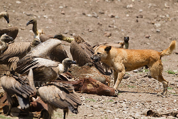 Weißrückengeier (Gyps africanus)