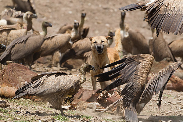 Weißrückengeier (Gyps africanus)