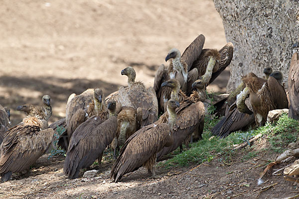 Weißrückengeier (Gyps africanus)