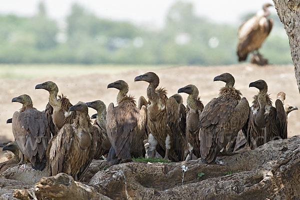 Weißrückengeier (Gyps africanus)