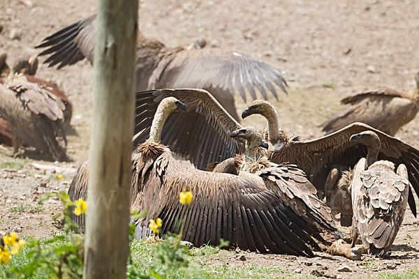 Weißrückengeier (Gyps africanus)