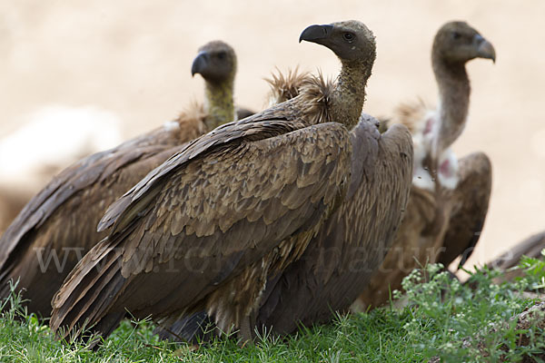 Weißrückengeier (Gyps africanus)