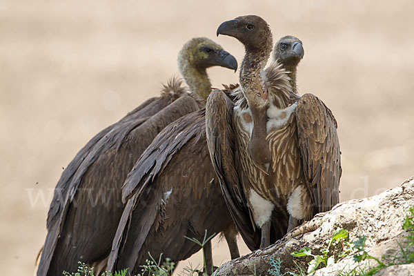 Weißrückengeier (Gyps africanus)