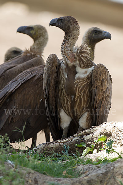 Weißrückengeier (Gyps africanus)